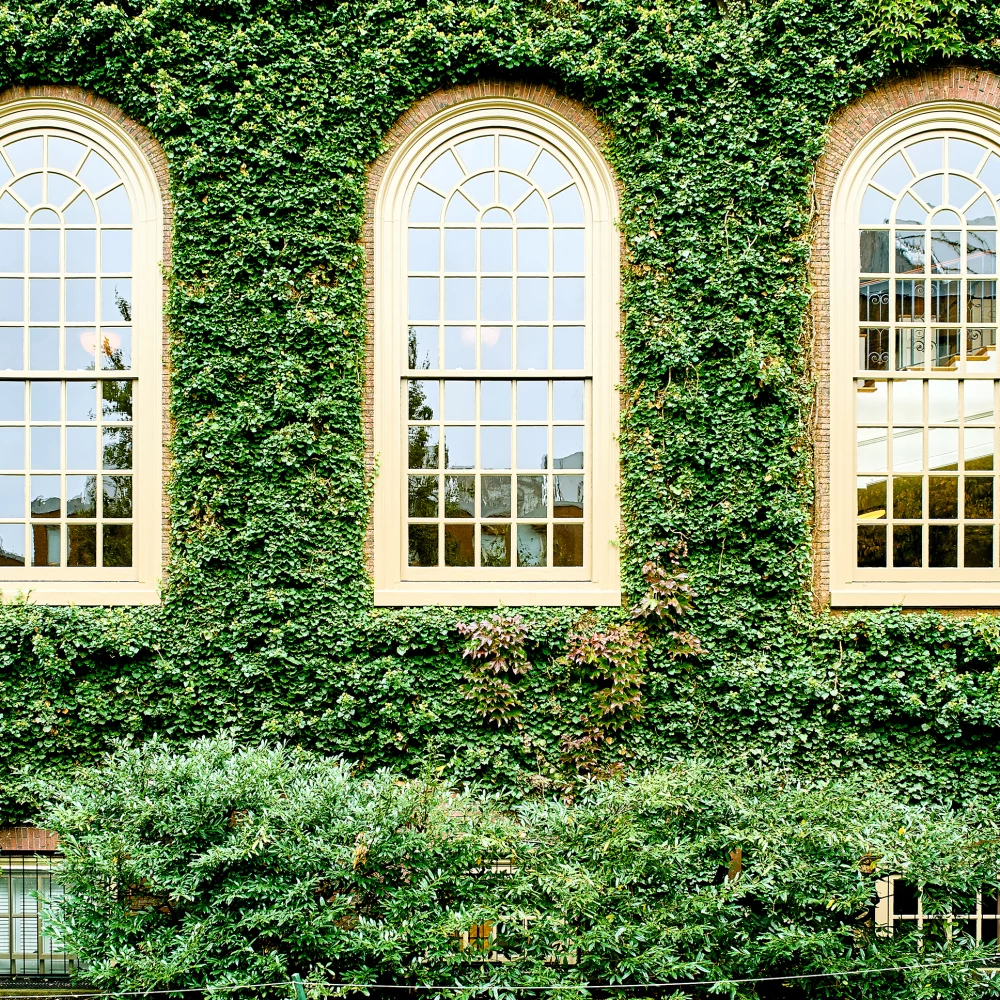 ivy-wall